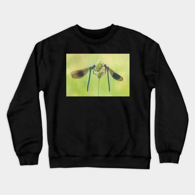 Two Male Banded Demoiselles on a Grass Stalk Crewneck Sweatshirt by TonyNorth